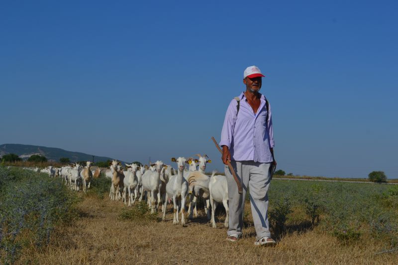  6.Bölüm Çobanla Başbaşa Faruk Kocakatarlı Keçi Üretimi Tuzakçı Köyü Gönen Balıkesir