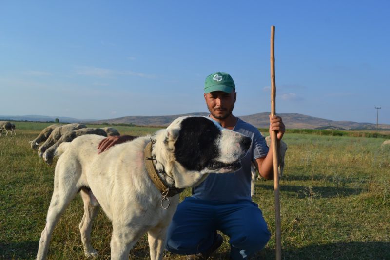 7.Bölüm Çobanla Başbaşa Kadir Kocakatarlı Tuzakçı Köyü Gönen Balıkesir