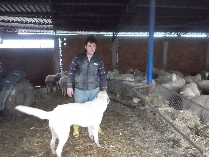2.Bölüm Üretici Dünyası ÇiftçiTV Üçpınar KÖyü Emrah Aslan Koyun Üreticisi